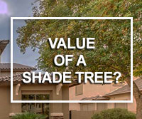 shade trees and home value